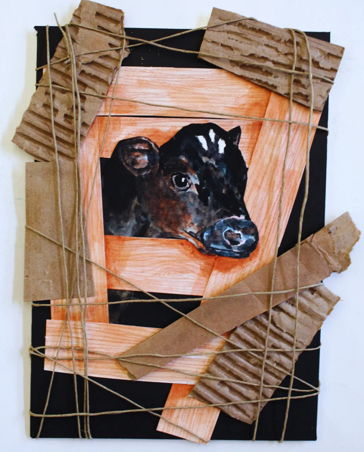 Watercolor calf constrained by twine in a study of veal production